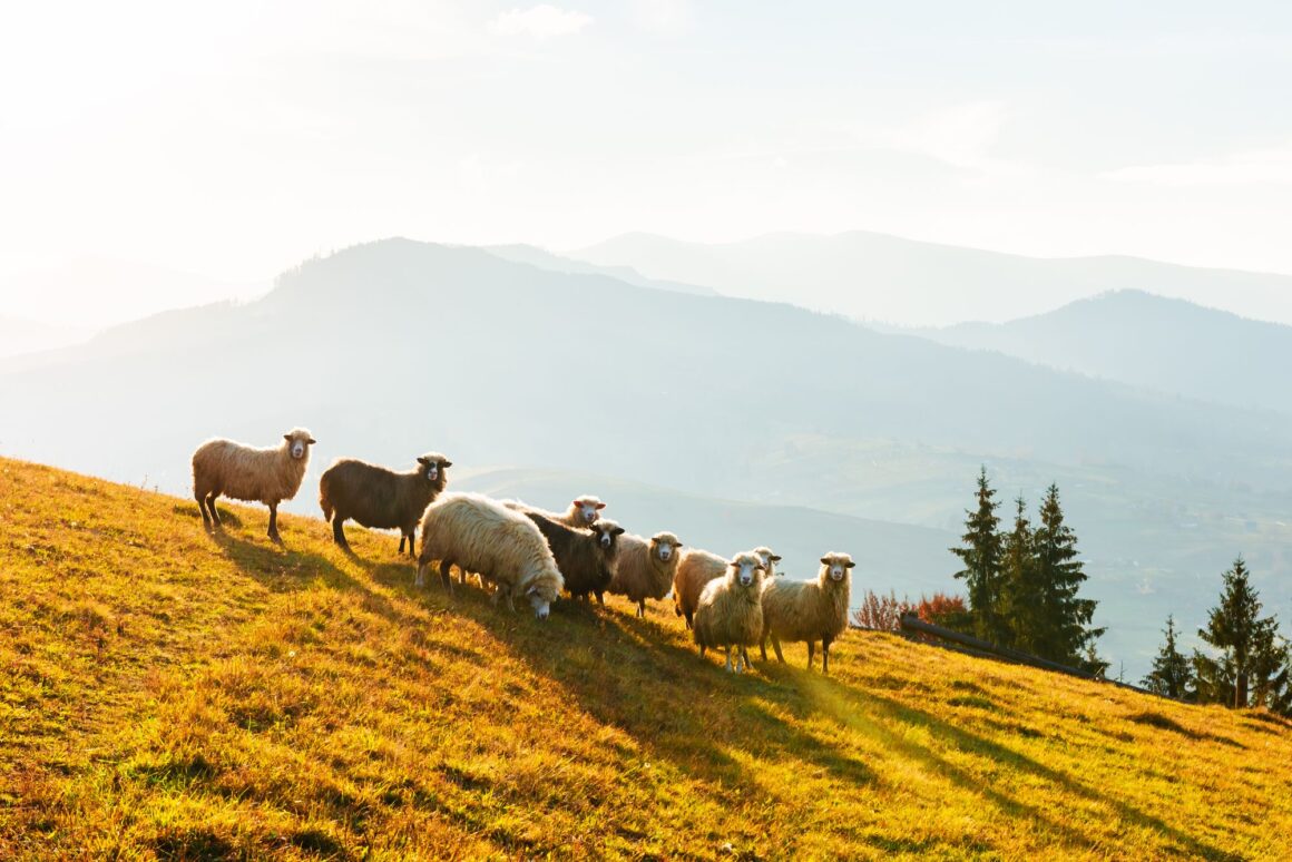 herd-of-sheeps-in-autumn-mountains-2022-01-18-23-35-53-utc The Lord is My Shepherd – He Leads