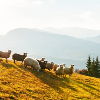 herd-of-sheeps-in-autumn-mountains-2022-01-18-23-35-53-utc The Lord is My Shepherd – He Provides